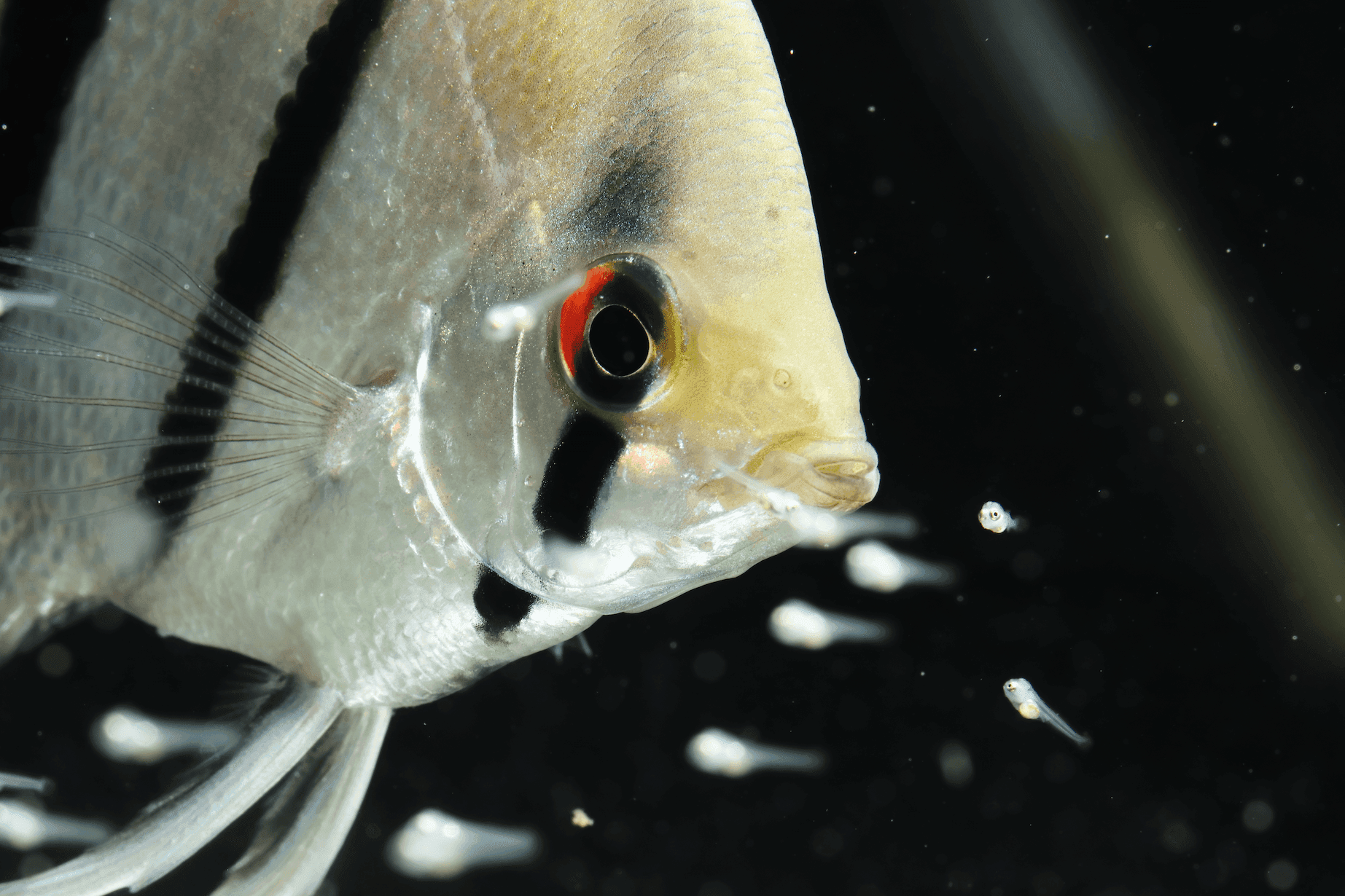 Rot-weiße Garnelen fressen am Boden des Aquariums