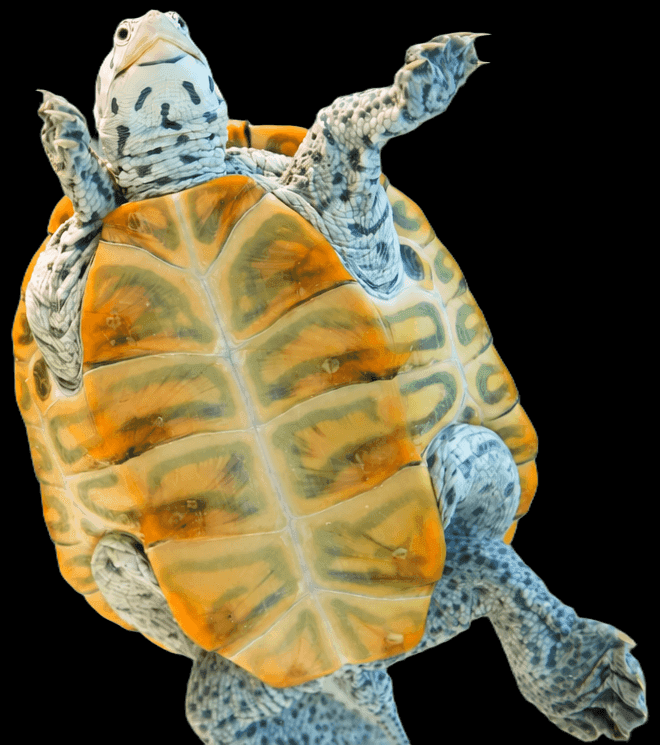 TURTLE deodorizing nutri stick ด้านหน้ากระปุก