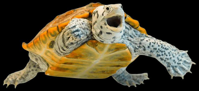 TURTLE deodorizing nutri stick ด้านหน้ากระปุก