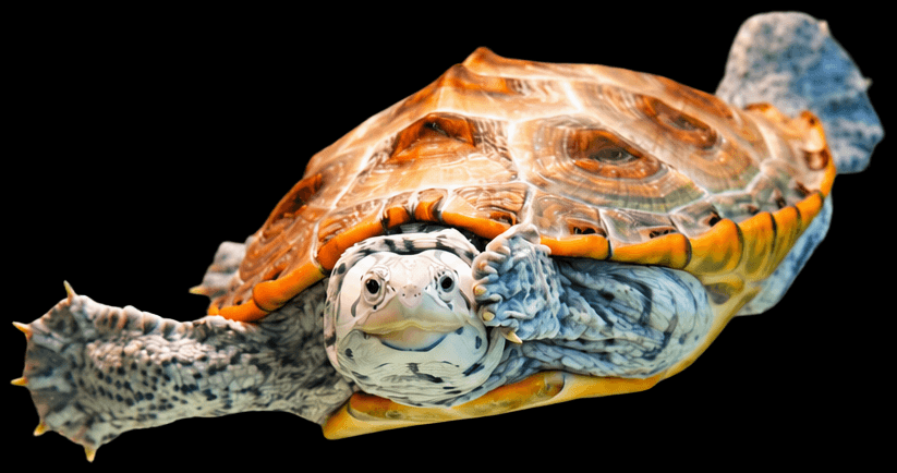 JUVENILE TURTLE deodorizing nutri stick ด้านหน้ากระปุก
