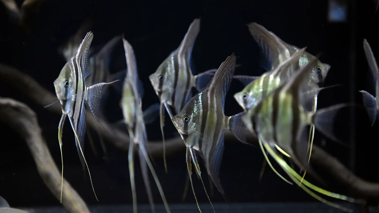 Ratgeber Altum-Skalare – Aquarium, Wasserwerte, Fütterung und tägliche Pflege