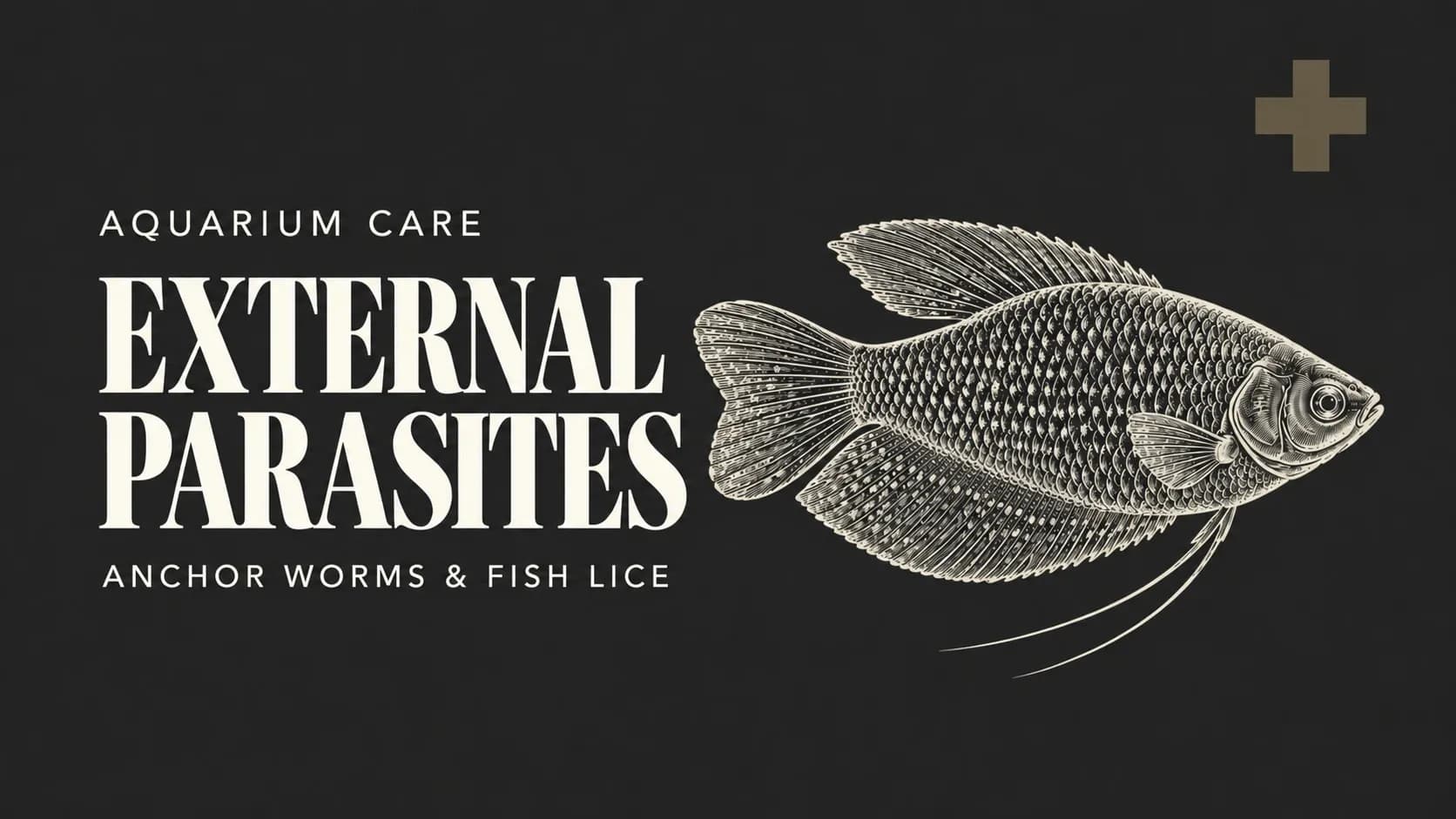 Parasites Visible on Your Fish – Identifying Anchor Worms and Fish Lice and Understanding Their Life Cycles