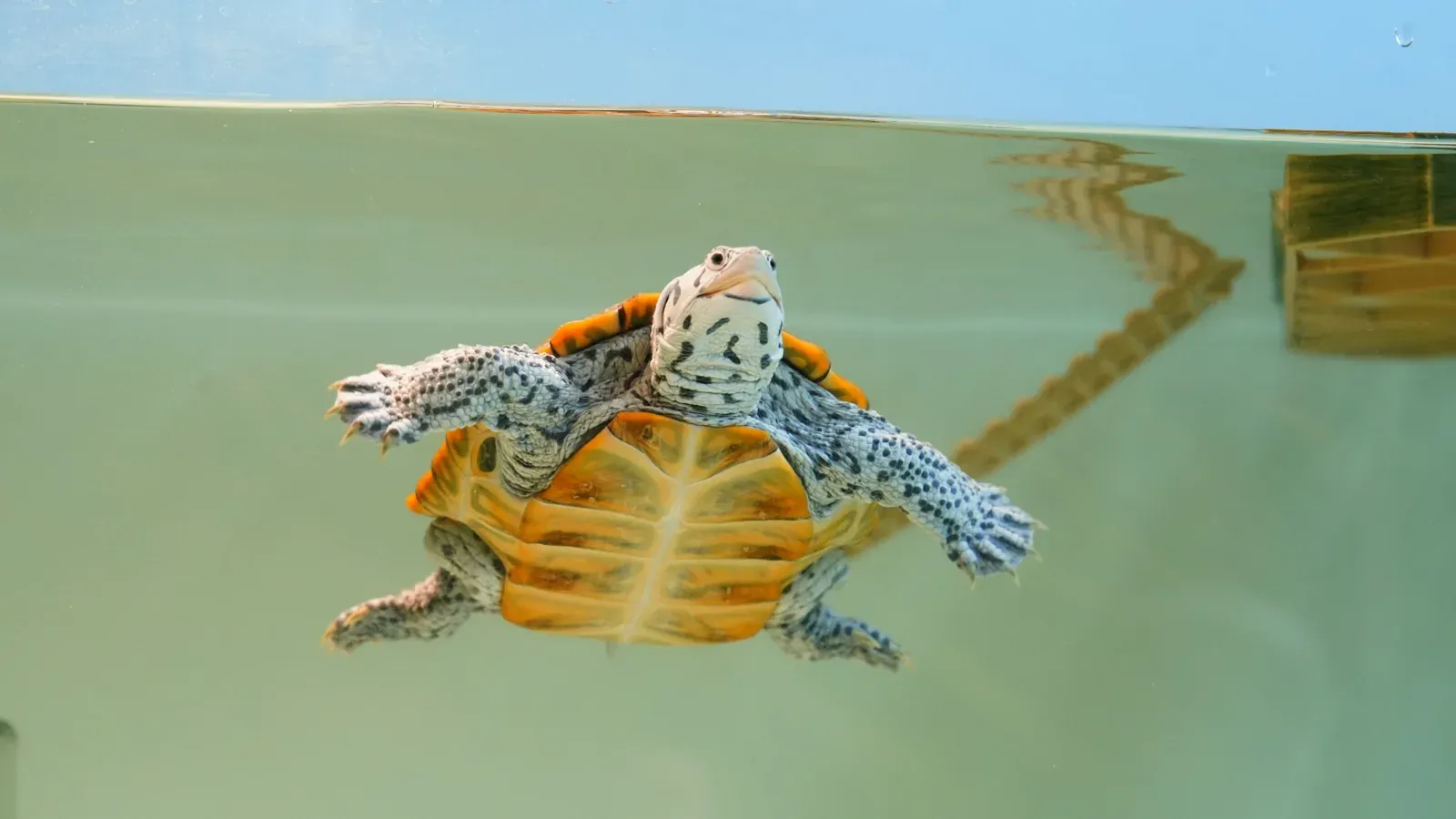 Ratgeber Wasserschildkröten – Wassertiefe, Land- und Wasserbereiche und altersgerechte Fütterung