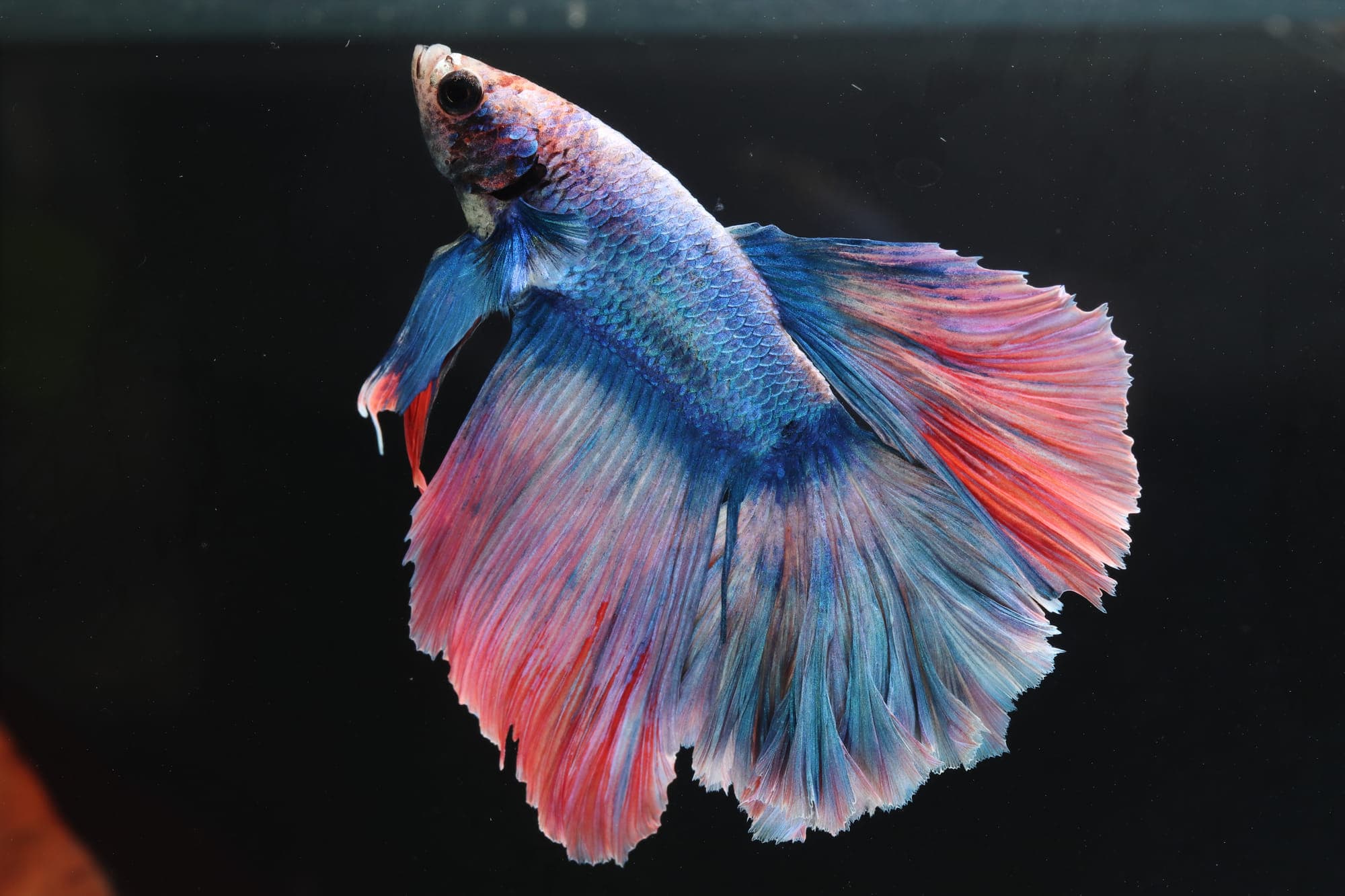 Red and blue halfmoon betta