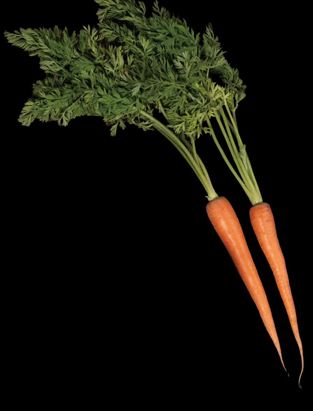 Vegetable ingredients