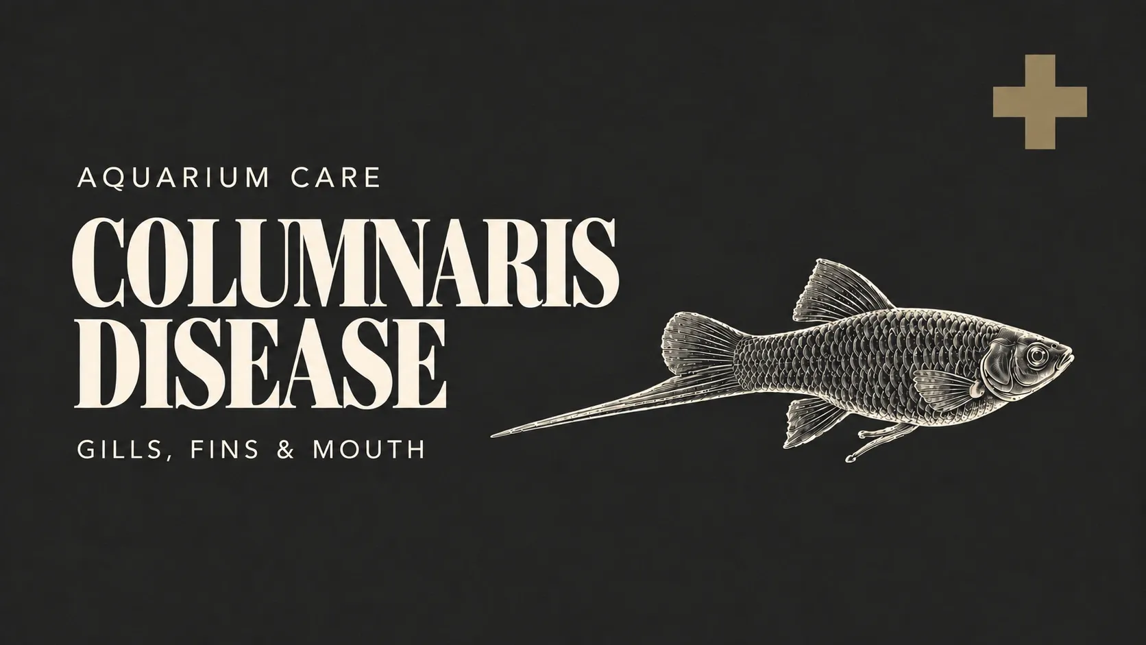 Columnaris Disease Symptoms – Recognizing Rotting Gills and Fins and Cottony Growth on the Mouth