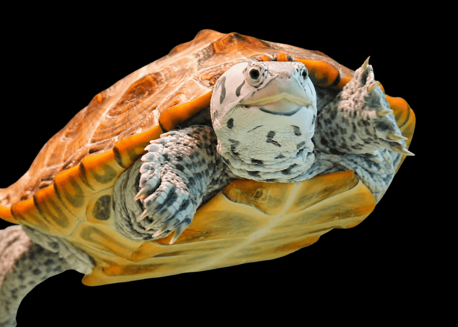 JUVENILE TURTLE deodorizing nutri stick ด้านหน้ากระปุก