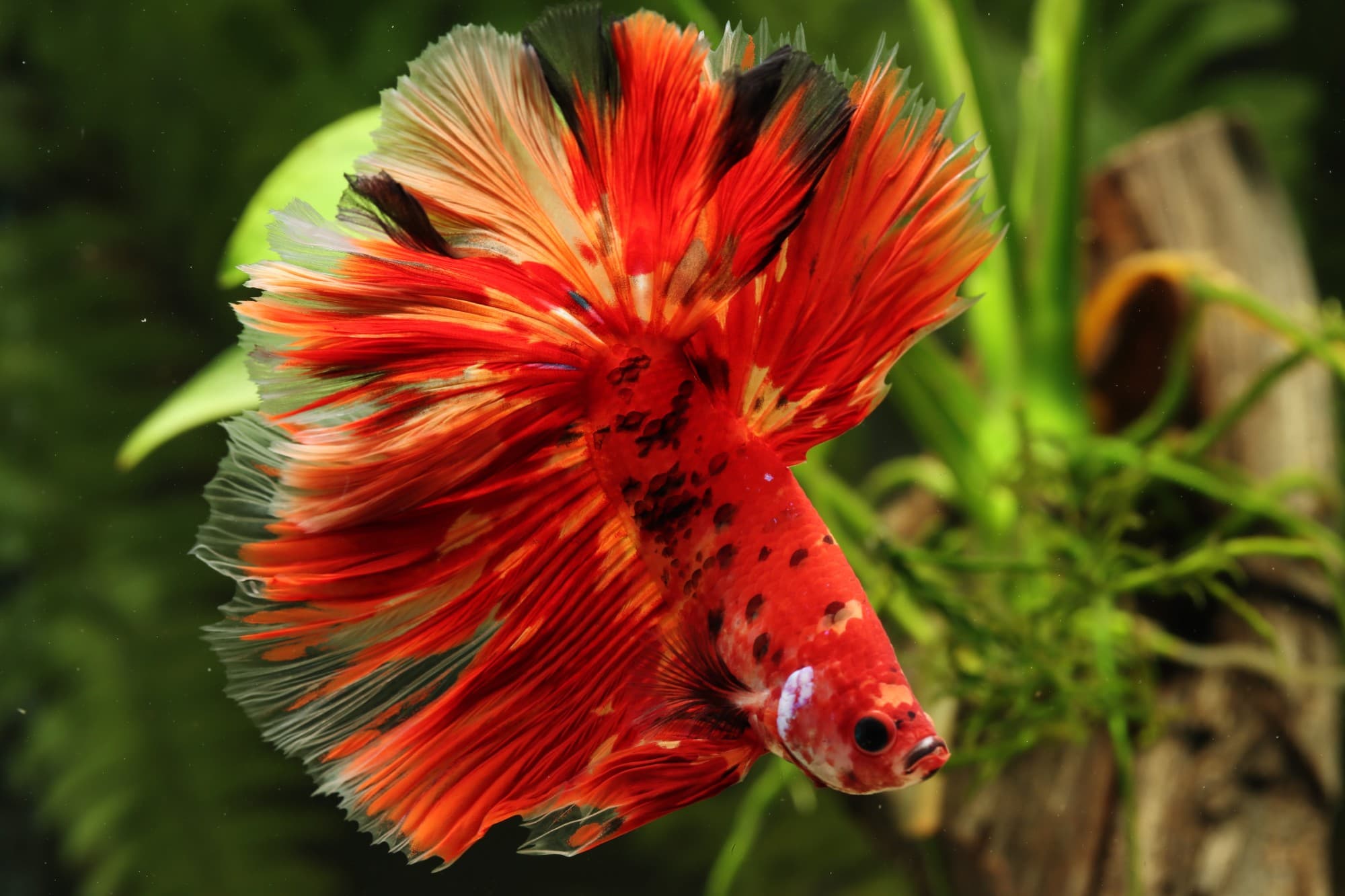 BETTA PRO shrimp patties ด้านหน้ากระปุก
