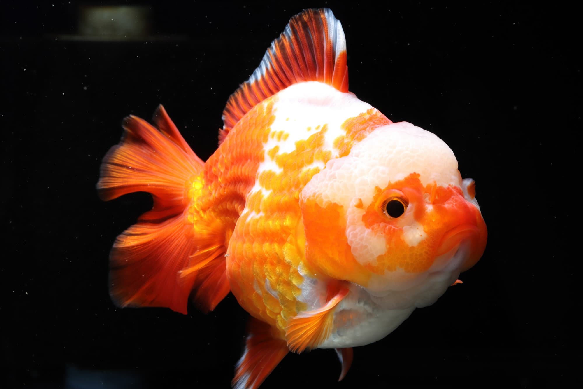 Ratgeber Goldfische – von der Beckeneinrichtung bis zu Futtermenge und Gesundheitscheck