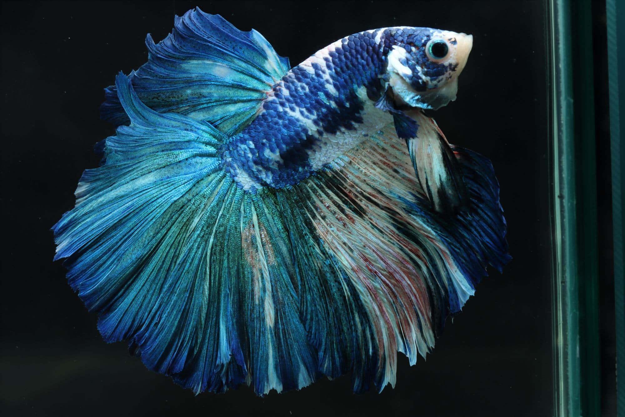 BETTA PRO shrimp patties ด้านหน้ากระปุก