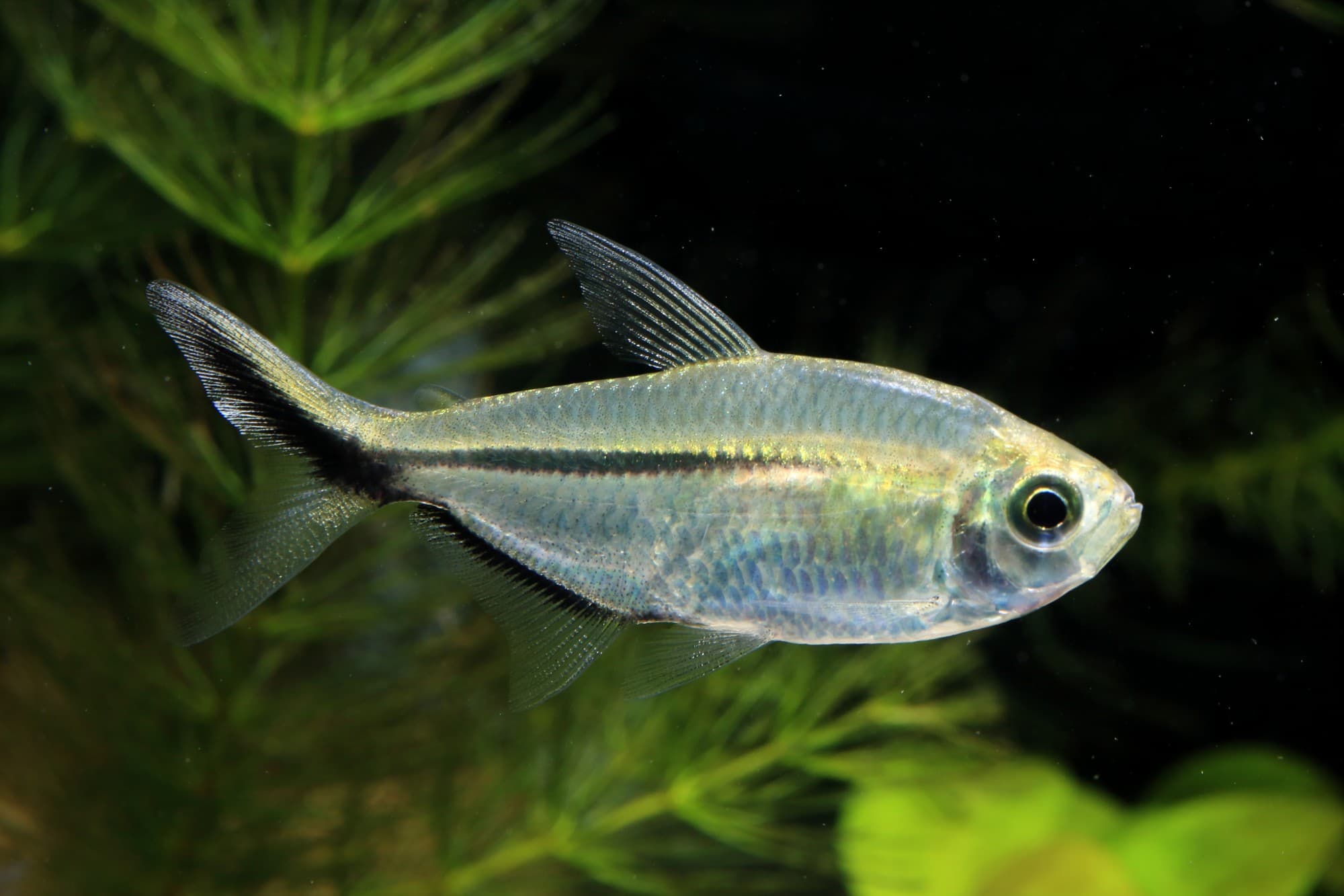TROPICAL micro pellet, Vorderseite der Dose
