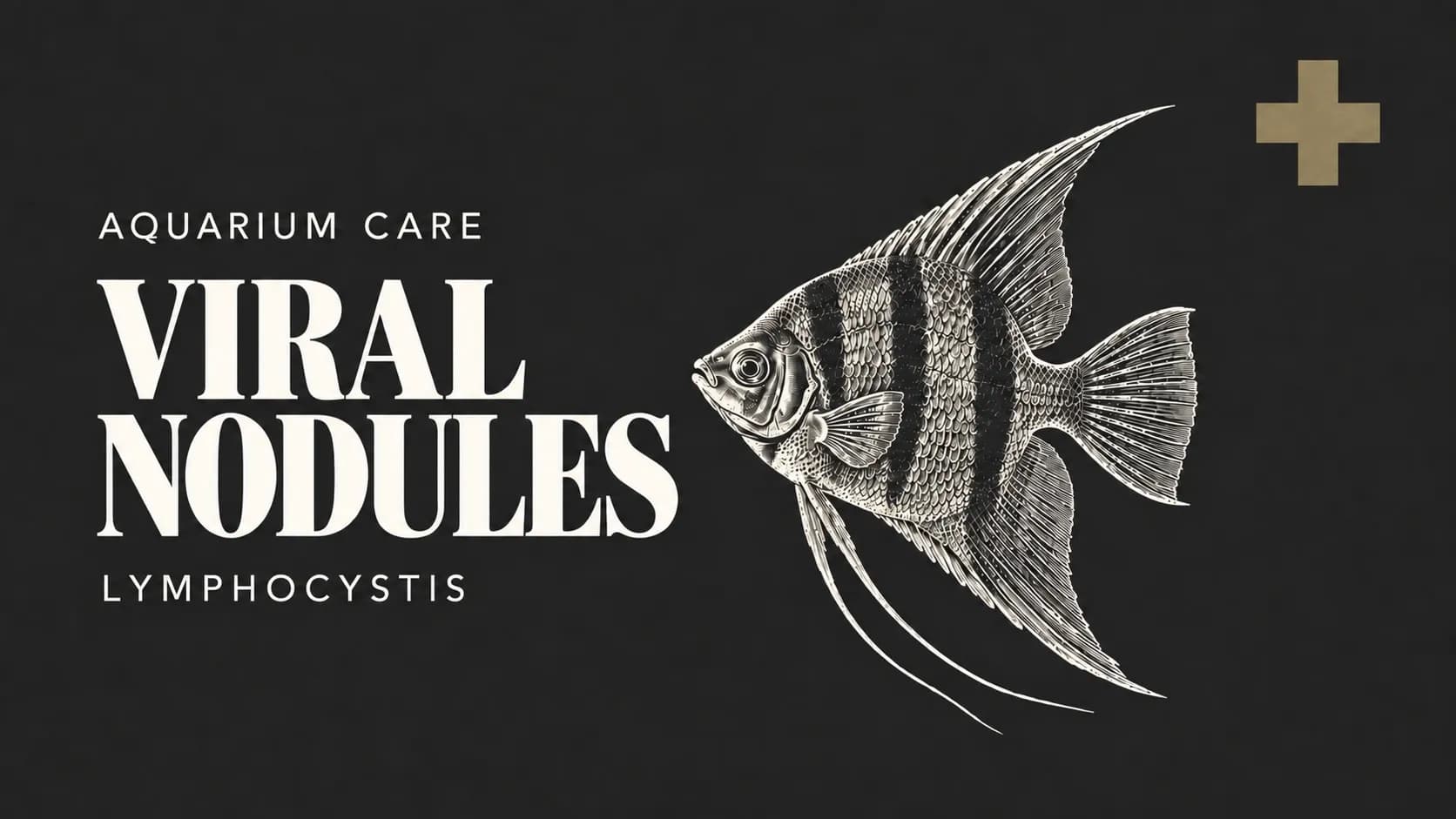 Wart-Like Growths on Fish – How Lymphocystis Disease Differs from Ich