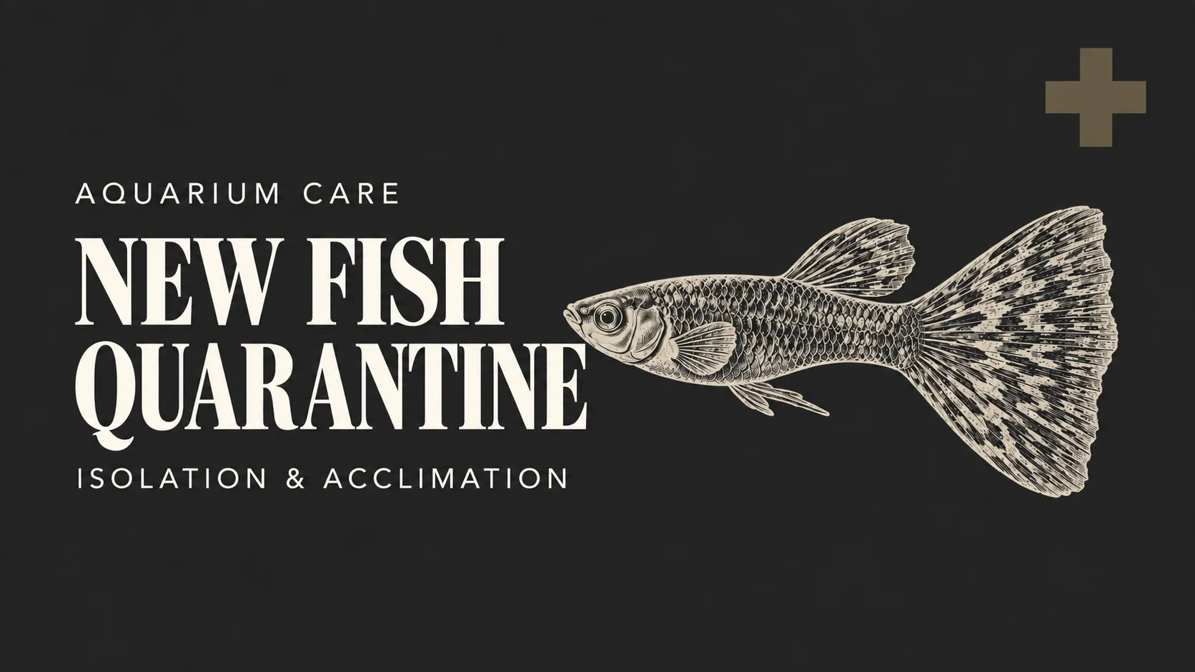 How to Quarantine New Fish – Isolating for at Least 30 Days and Acclimating Fish to the Tank