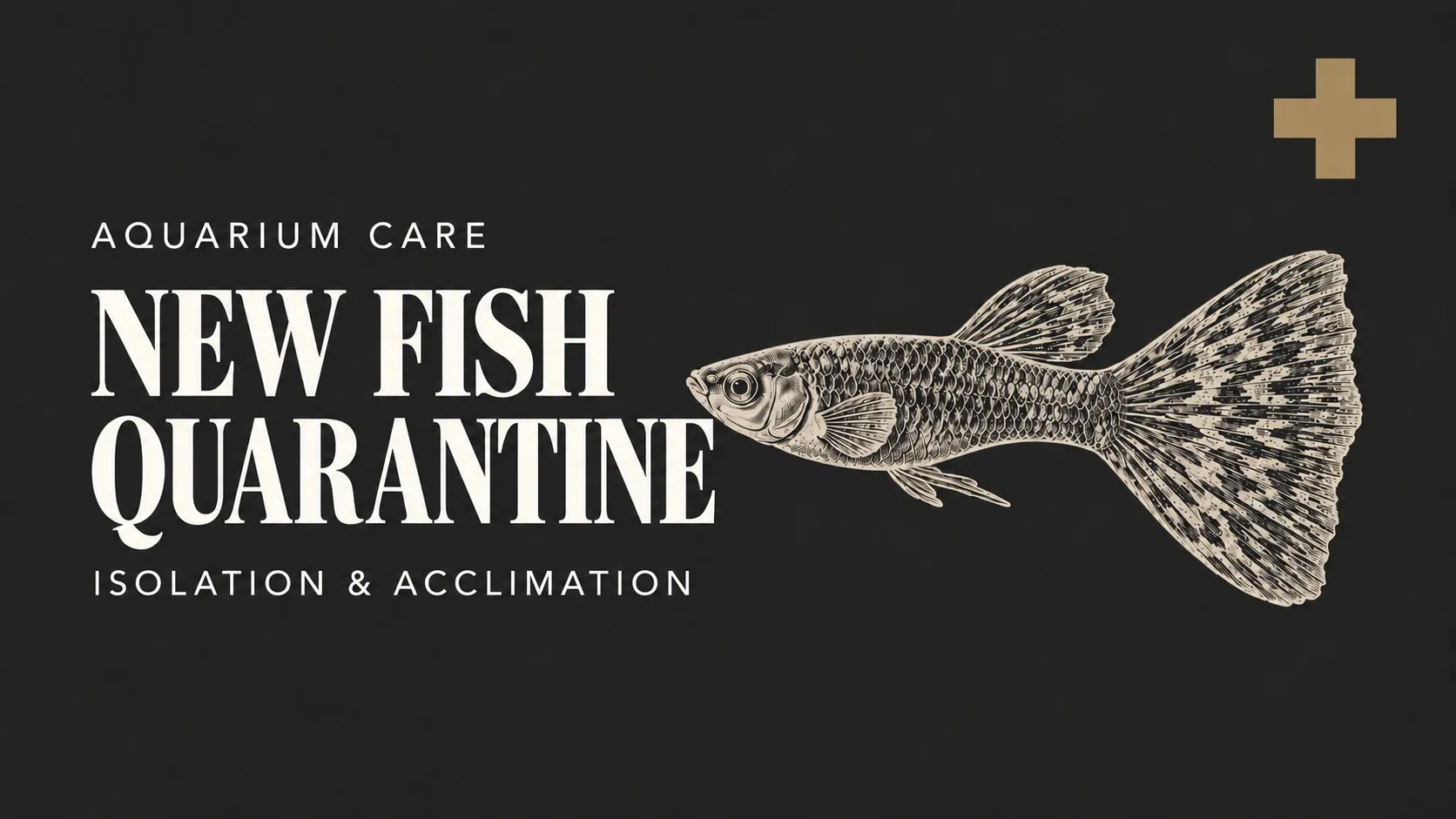 How to Quarantine New Fish – Isolating for at Least 30 Days and Acclimating Fish to the Tank