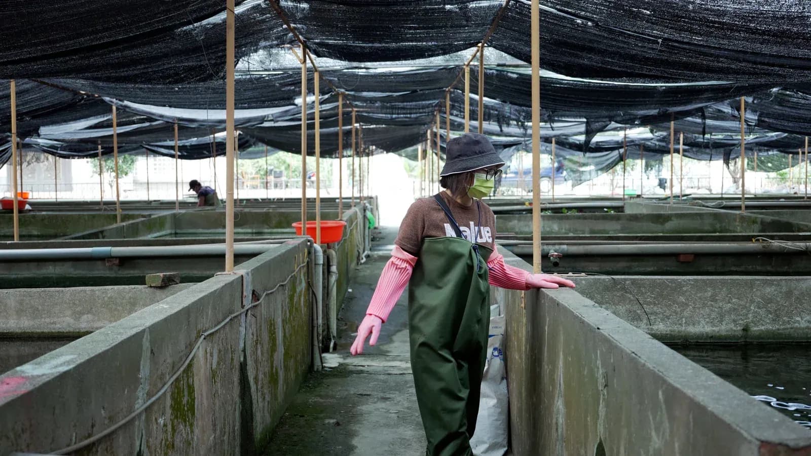 Staff observing and caring for fish at the farm