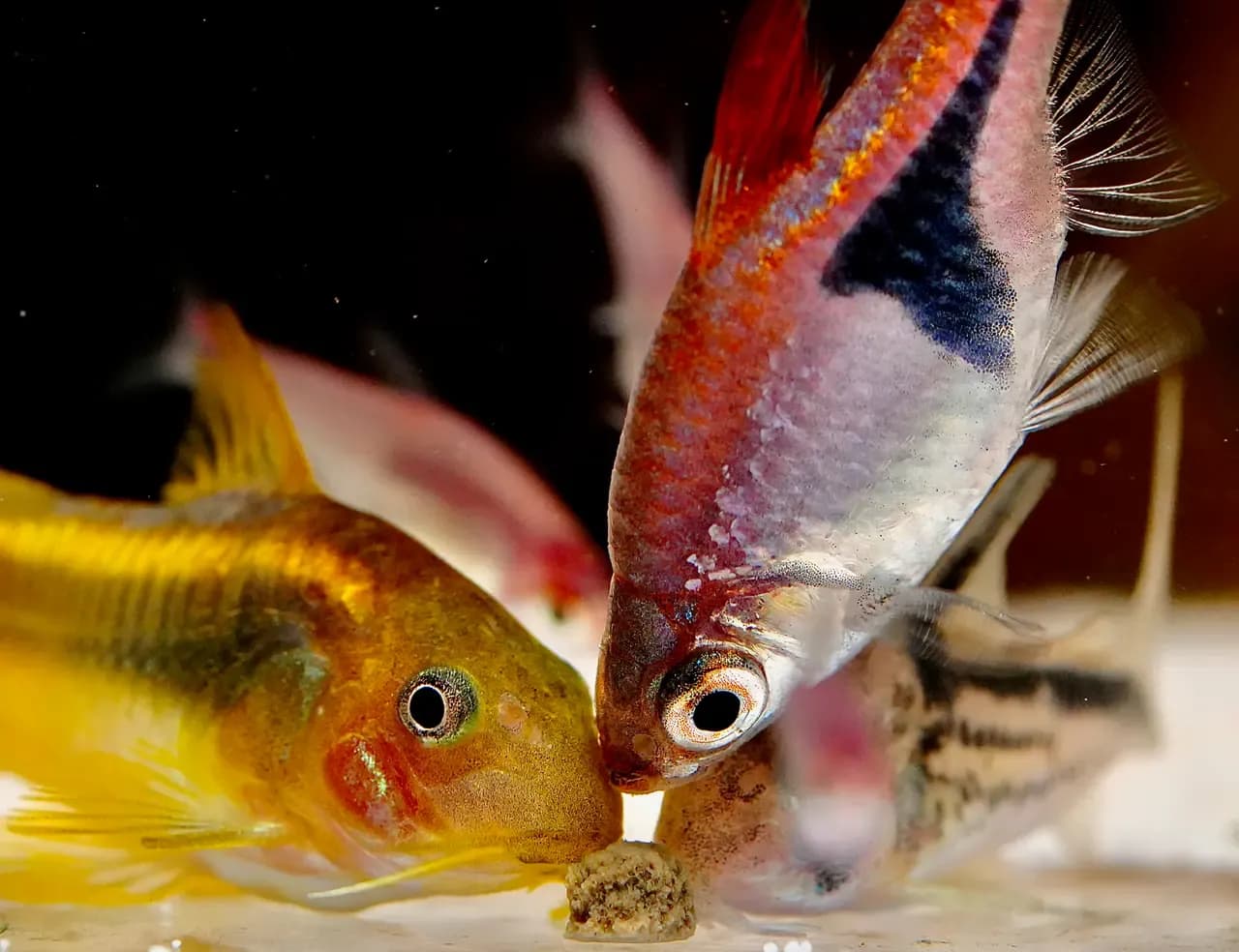 Zierfische picken am Futter