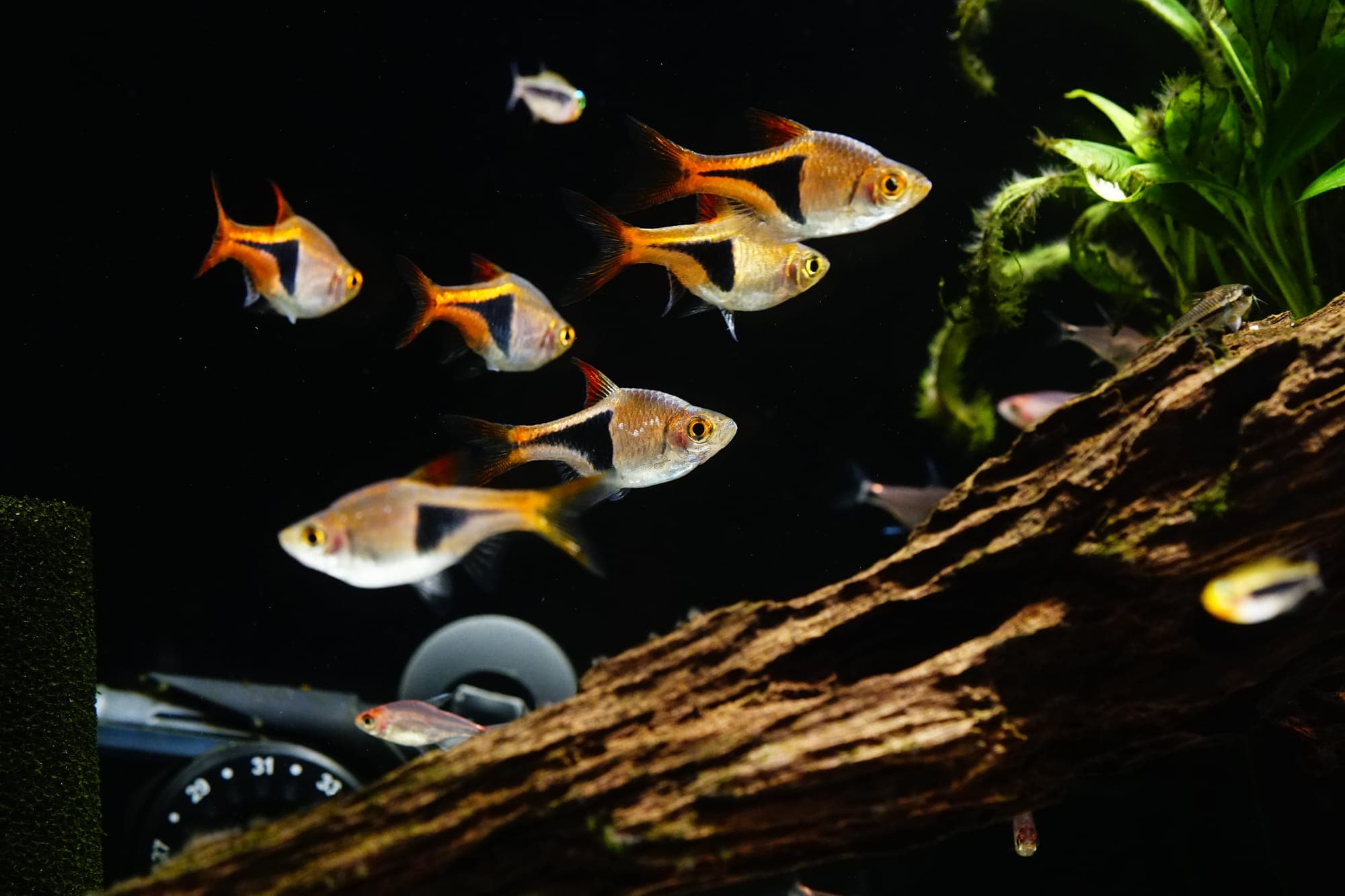 A school of fish in an aquarium